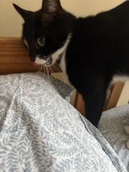 Reunited Male Cat last seen Old farms rd, Willington, CT 06279