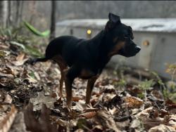 Reunited Male Dog last seen Double island rd and chestnut branch dr, Yancey County, NC 28740
