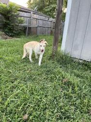 Found/Stray Male Dog last seen 21st and 129th, Tulsa, OK 74134