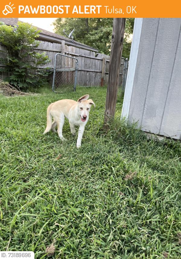 Found/Stray Male Dog last seen 21st and 129th, Tulsa, OK 74134