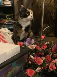 Reunited Female Cat last seen Jancey street, Pittsburgh, PA 15206