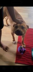 Reunited Male Dog last seen High Point, NC, USA, High Point, NC 27262
