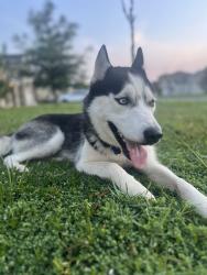 Found/Stray Male Dog last seen Sotterley Lane, Jacksonville, FL 32254