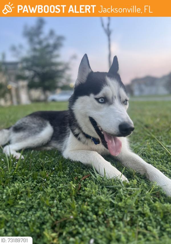 Found/Stray Male Dog last seen Sotterley Lane, Jacksonville, FL 32254