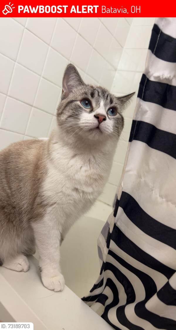 Lost Female Cat last seen Family dollar, Batavia, OH 45103