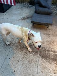 Reunited Female Dog last seen Florida Mango & 10th Ave, Lake Worth Beach, FL 33460