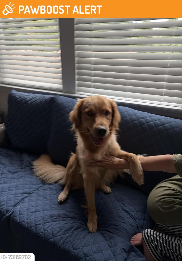 Found/Stray Female Dog last seen Gwinnett, buford hwy area, Gwinnett County, GA 30044
