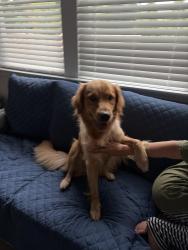 Found/Stray Female Dog last seen Gwinnett, buford hwy area, Gwinnett County, GA 30044