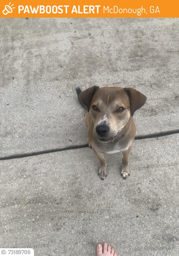 Found/Stray Female Dog last seen Publix near the Ivy’s, McDonough, GA 30253