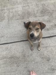 Found/Stray Female Dog last seen Publix near the Ivy’s, McDonough, GA 30253