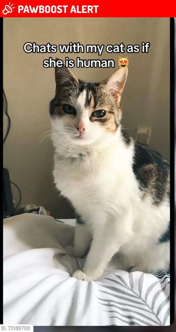 Lost Female Cat last seen Canal, Peartree Bridge, England 