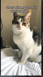 Lost Female Cat last seen Canal, Peartree Bridge, England 