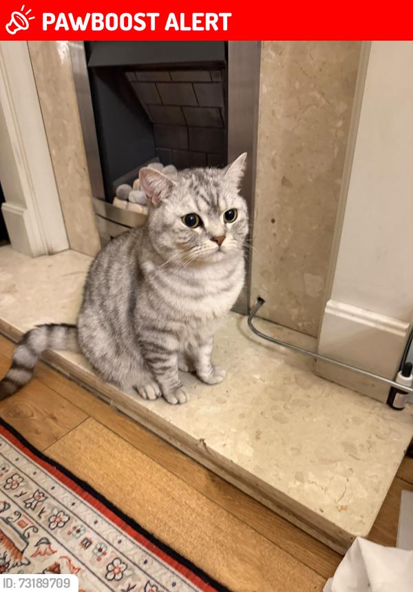 Lost Male Cat last seen Metro station, West Midlands, England B21 0EN