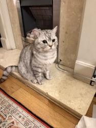 Lost Male Cat last seen Metro station, West Midlands, England B21 0EN