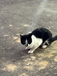 Found/Stray Unknown Cat last seen hey 40, Folsom, LA 70437