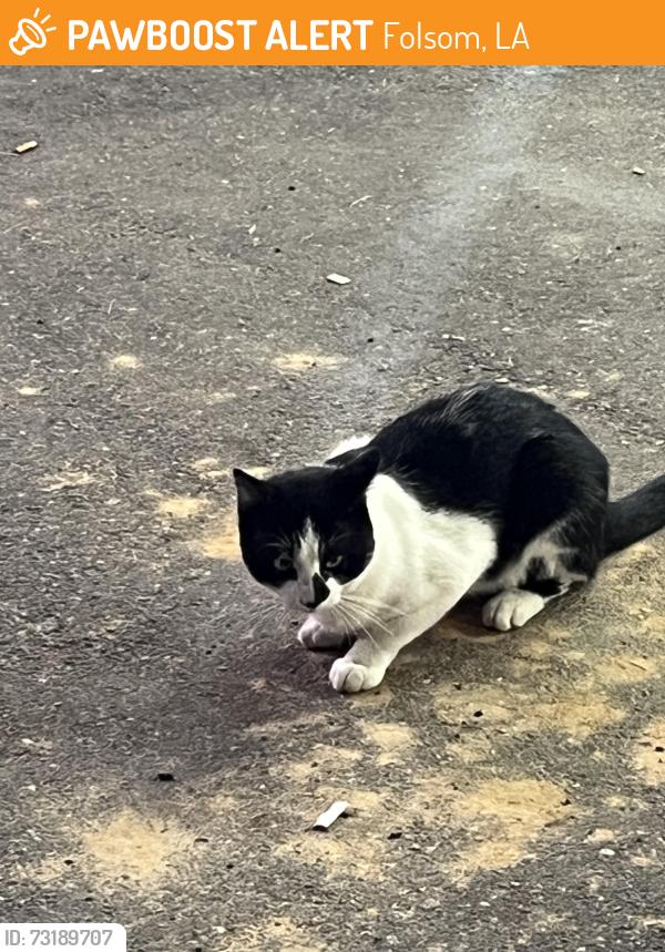 Found/Stray Unknown Cat last seen hey 40, Folsom, LA 70437