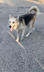 Reunited Female Dog last seen Near north raynor avenue, Joliet, IL 60436