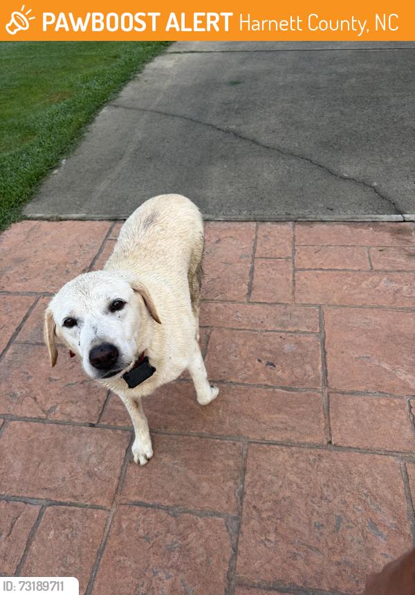 Found/Stray Male Dog last seen cool springs rd, Harnett County, NC 27505