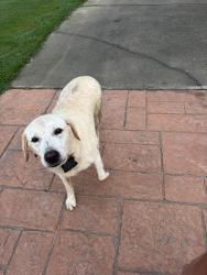 Found/Stray Male Dog last seen cool springs rd, Harnett County, NC 27505
