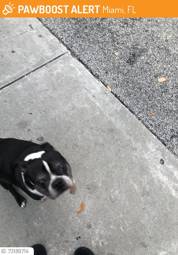 Found/Stray Unknown Dog last seen Near SW 10th St, Miami, FL 33130, Miami, FL 33130
