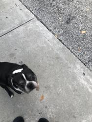 Found/Stray Unknown Dog last seen Near SW 10th St, Miami, FL 33130, Miami, FL 33130