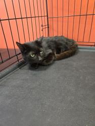 Shelter Stray Female Cat last seen Near BLOCK N. 22ND ST, 3528 Newburg Rd, Louisville, KY 40218, USA