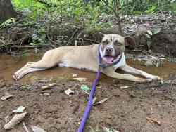 Shelter Stray Male Dog last seen CHARLOTTE, 8315 Byrum Dr, Charlotte, NC 28217, USA