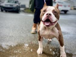 Shelter Stray Female Dog last seen CHARLOTTE, 8315 Byrum Dr, Charlotte, NC 28217, USA