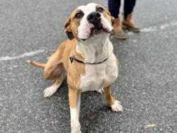 Shelter Stray Female Dog last seen CHARLOTTE, 8315 Byrum Dr, Charlotte, NC 28217, USA