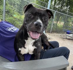 Shelter Stray Female Dog last seen CHARLOTTE, 8315 Byrum Dr, Charlotte, NC 28217, USA
