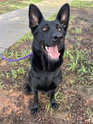 Shelter Stray Female Dog last seen CHARLOTTE, 8315 Byrum Dr, Charlotte, NC 28217, USA