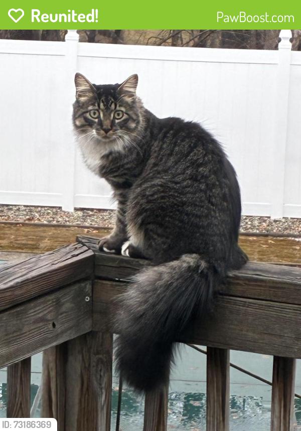 Reunited Male Cat last seen Powderhouse Rd Merrimack NH, Merrimack, NH 03054