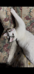 Lost Male Cat last seen Kings road and parkwood drive, Sydney, NS B1S 1H7