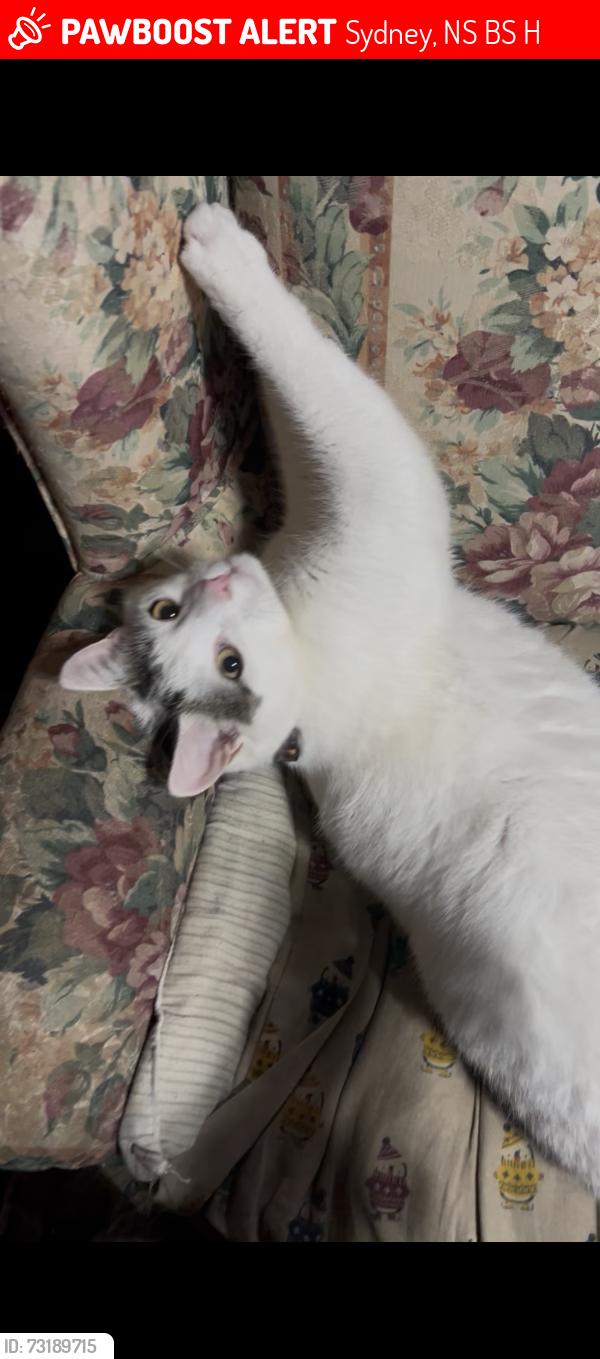 Lost Male Cat last seen Kings road and parkwood drive, Sydney, NS B1S 1H7