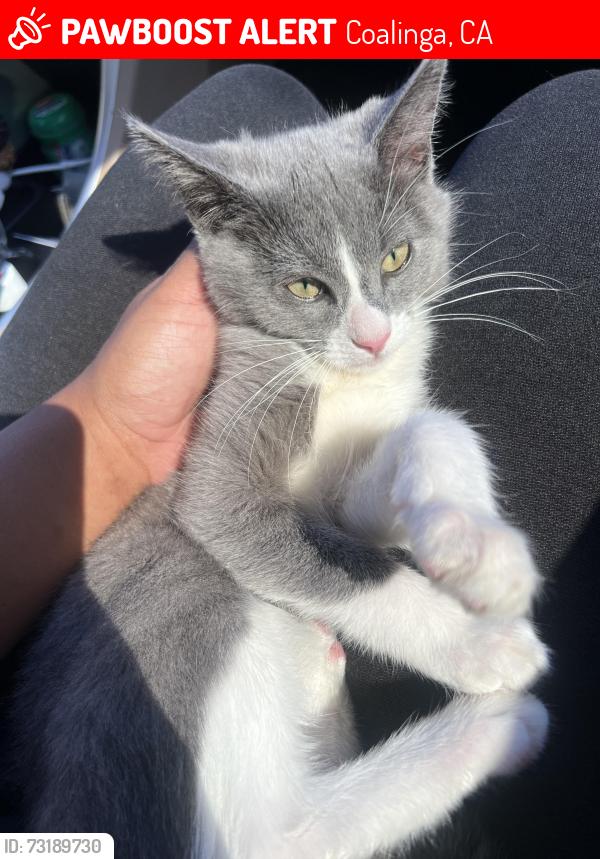 Lost Male Cat last seen Extra mile gas station/ mc Donald’s, Coalinga, CA 93210