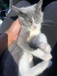 Lost Male Cat last seen Extra mile gas station/ mc Donald’s, Coalinga, CA 93210