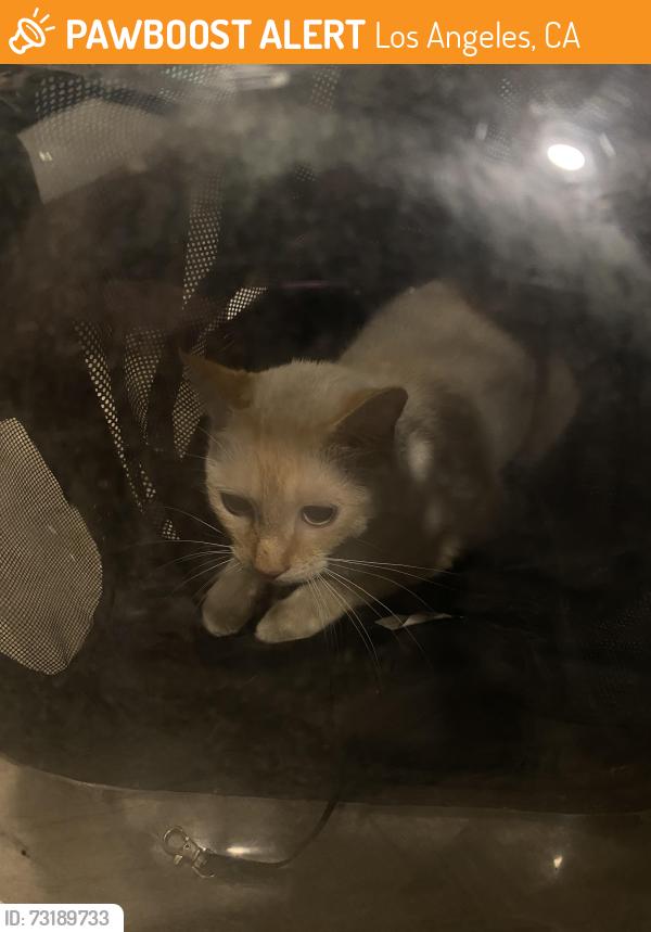 Found/Stray Male Cat last seen Avalon, Los Angeles, CA 90002