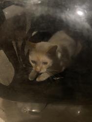 Found/Stray Male Cat last seen Avalon, Los Angeles, CA 90002