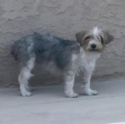 Reunited Male Dog last seen Silverstream Ave & N Rainbow Blvd, Las Vegas, NV 89107, USA, Las Vegas, NV 89107