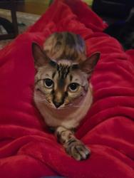 Lost Male Cat last seen West Limestone Rd, Madison County, AL 35750
