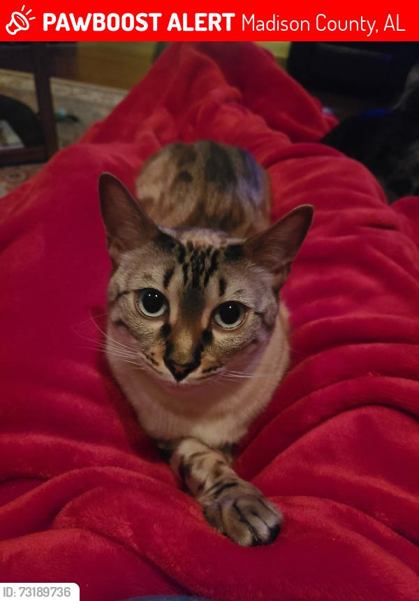 Lost Male Cat last seen West Limestone Rd, Madison County, AL 35750