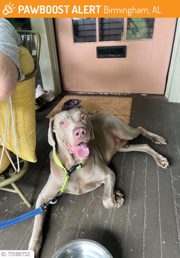 Found/Stray Male Dog last seen Southside Market, Birmingham, AL 35205