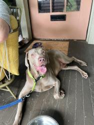 Found/Stray Male Dog last seen Southside Market, Birmingham, AL 35205