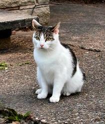 Lost Female Cat last seen Ws5 4nf, West Midlands, England WS5 4NF