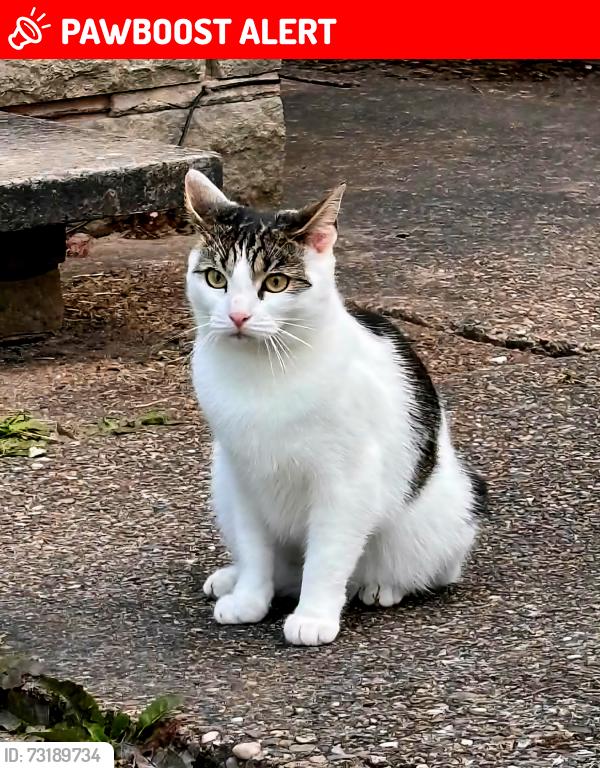 Lost Female Cat last seen Ws5 4nf, West Midlands, England WS5 4NF