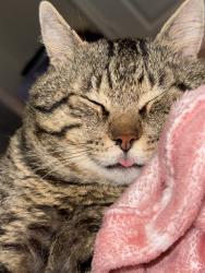Reunited Male Cat last seen Near Blosson Hill Terrace Ashburn VA, Ashburn, VA 20147