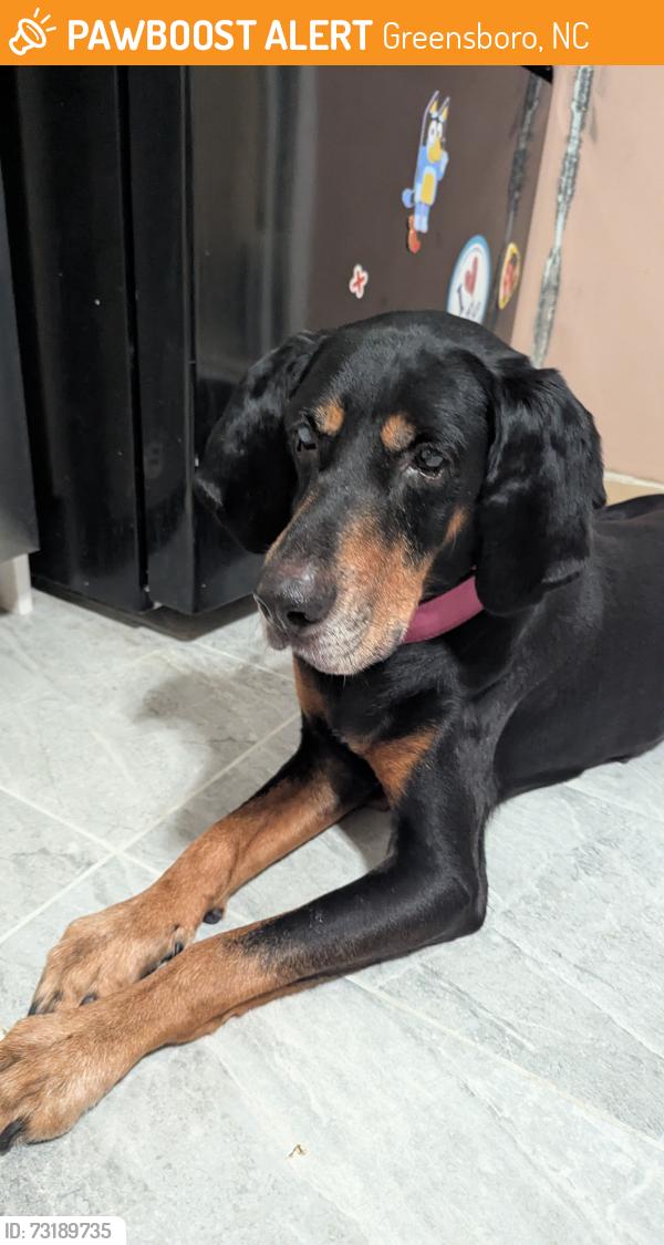 Found/Stray Male Dog last seen Cabot Dr near Hilltop Rd, Greensboro, NC 27407