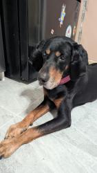 Found/Stray Male Dog last seen Cabot Dr near Hilltop Rd, Greensboro, NC 27407