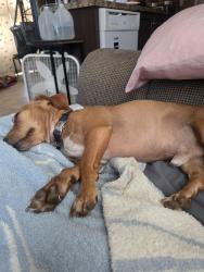 Reunited Male Dog last seen Highway 155 and behind Pepsi, Tyler, TX 75708