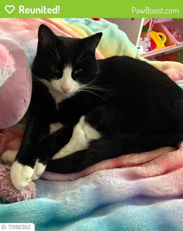 Reunited Male Cat last seen Gainsborough Drive, Gainsborough Dr, England WV6 7NR